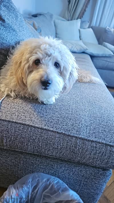 Maltipoo dog for sale