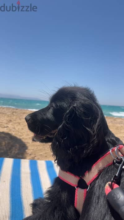 Black Cocker spaniel