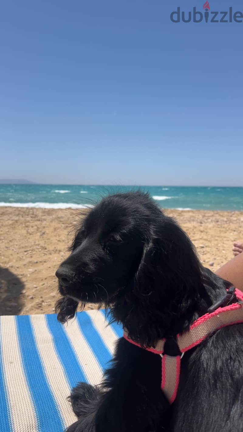 Black Cocker spaniel 1