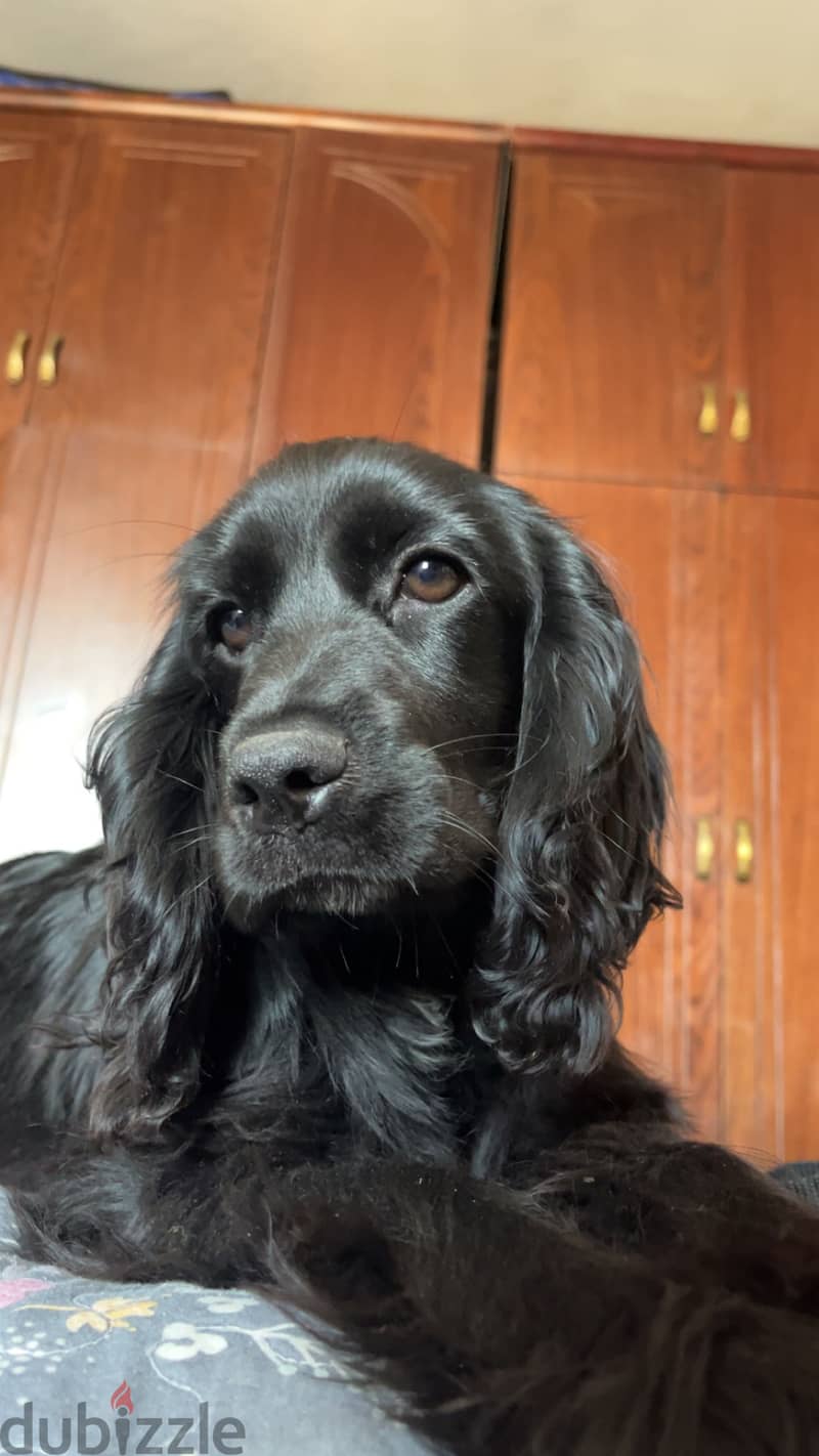 Black Cocker spaniel 2