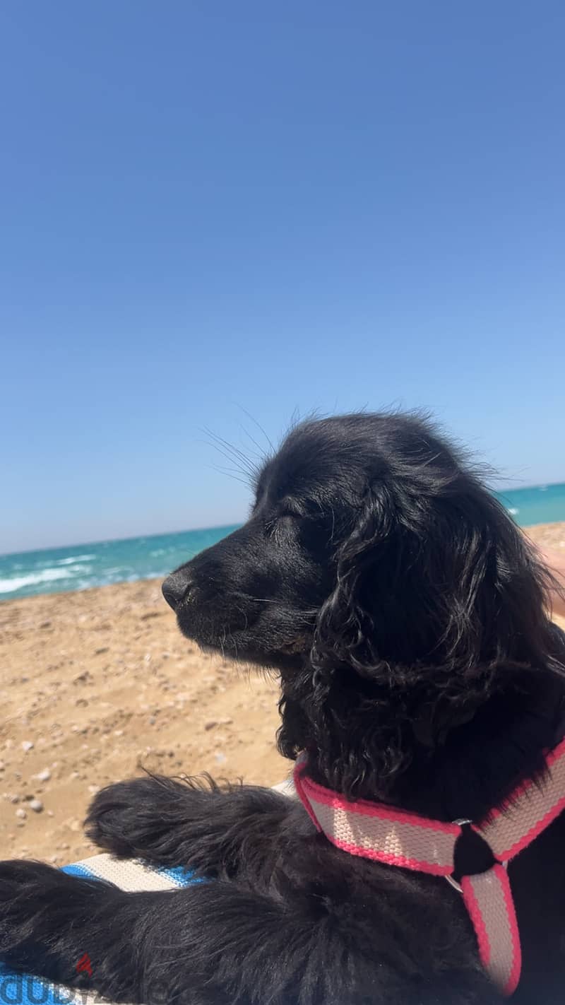 Black Cocker spaniel 3
