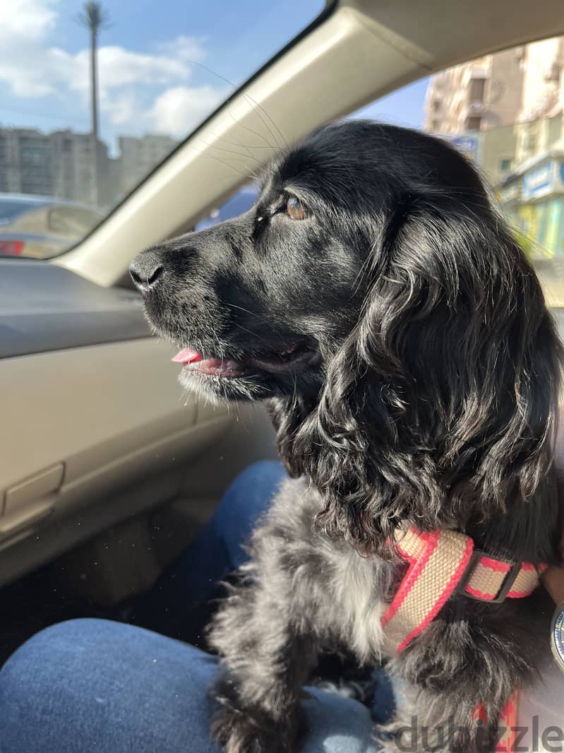 Black Cocker spaniel 4