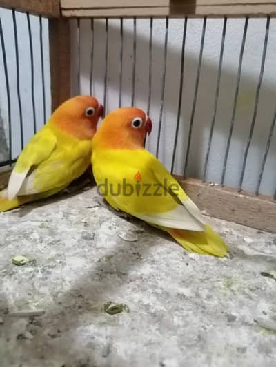 قصوص فيشر وروز