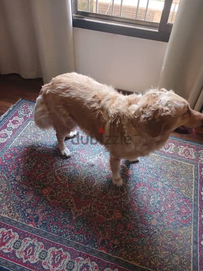 كلبة جولدن للتبني Golden Retriever