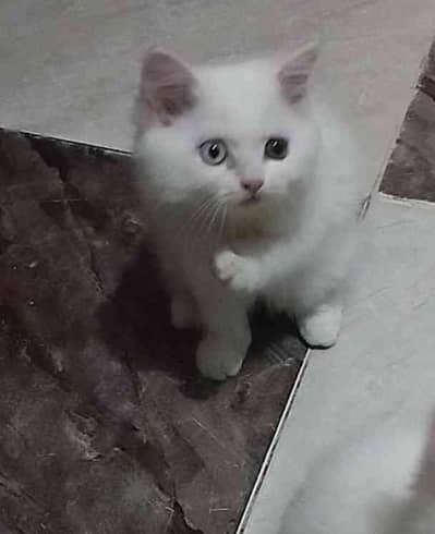 WALAA