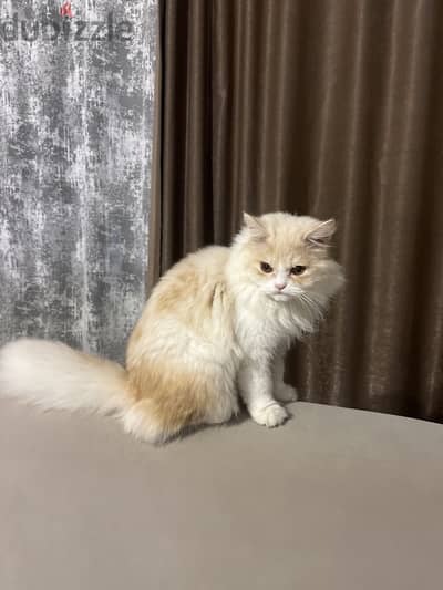 Persian Cat 1year