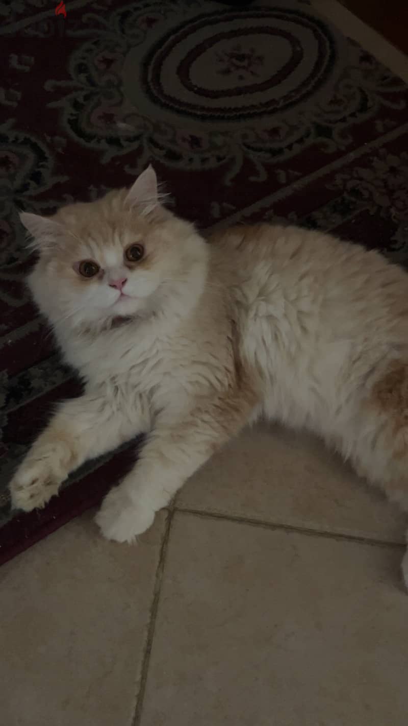 Persian Cat 1year 1