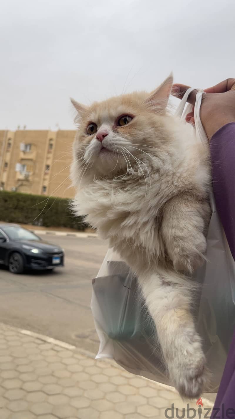 Persian Cat 1year 2