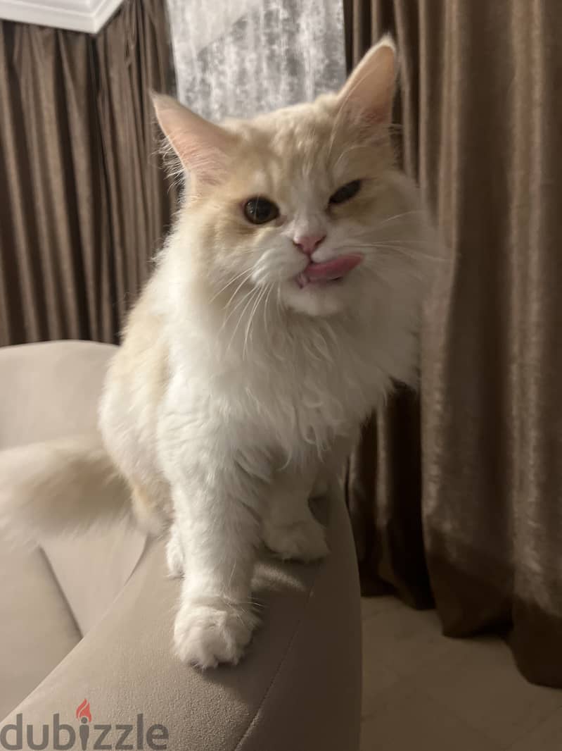 Persian Cat 1year 3