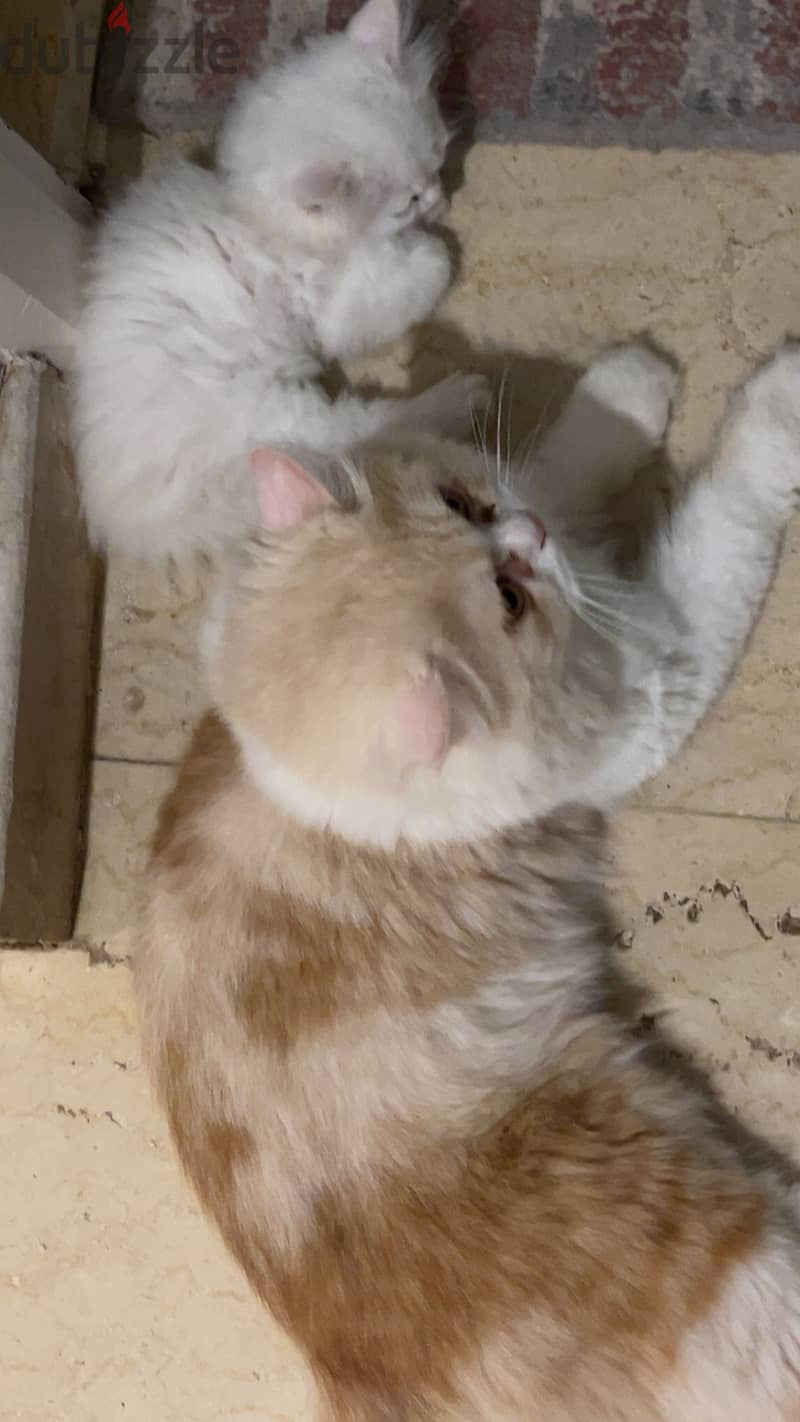 Persian Cat 1year 4