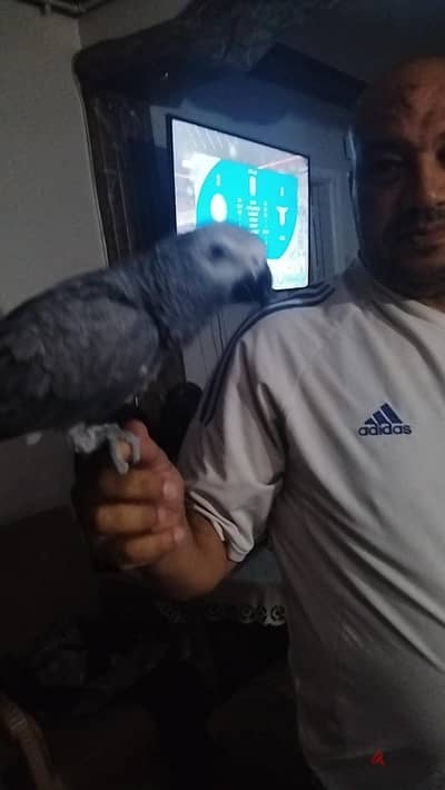 بغبان زنجباري