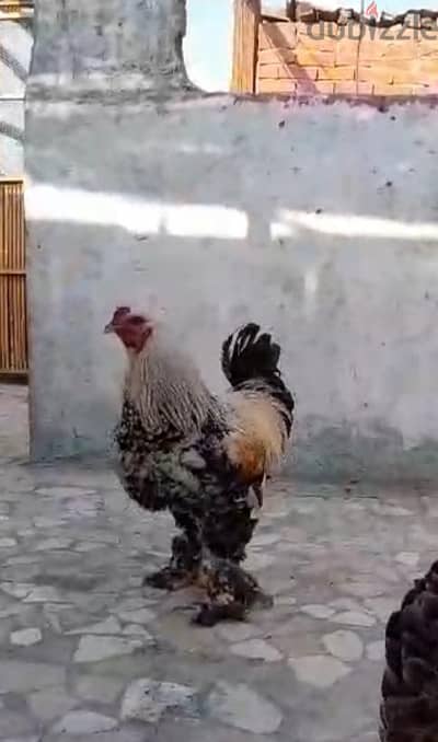 اسره براهما