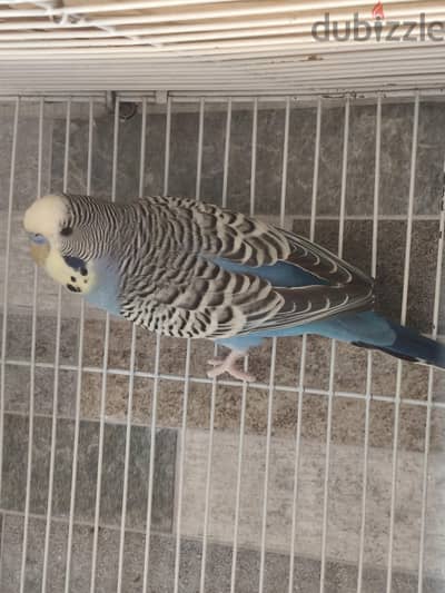 انصاص