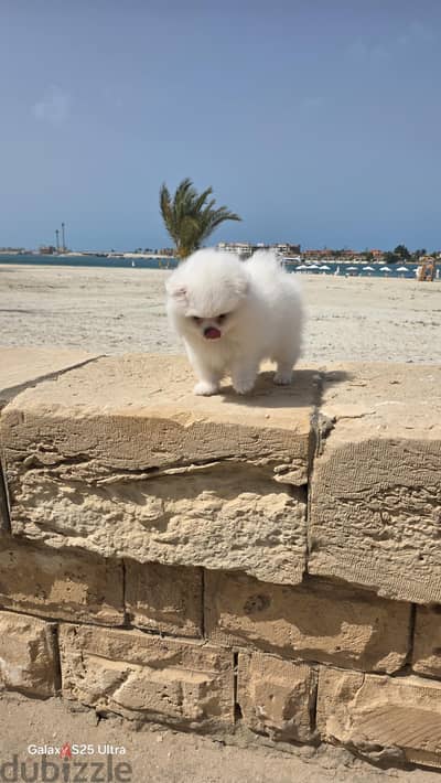 كلب بومر ينيان