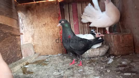 قص دكر هزاز حريف ونتايه انجليزيه حريفه لعب ومعاهم عيالهم كبار