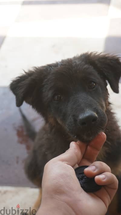german shepherd ( 3 month )