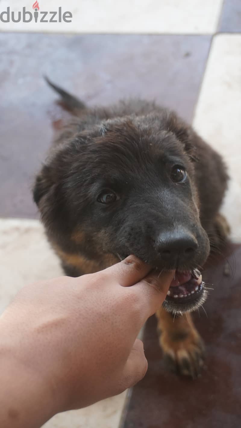 german shepherd ( 3 month ) 1