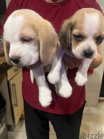 Beagle Puppies