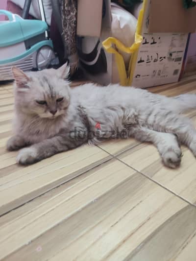 قطة شيرازي