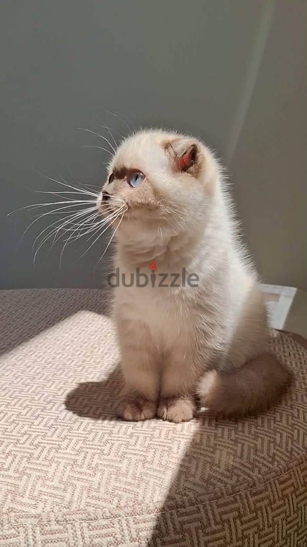 Scottish Fold 1