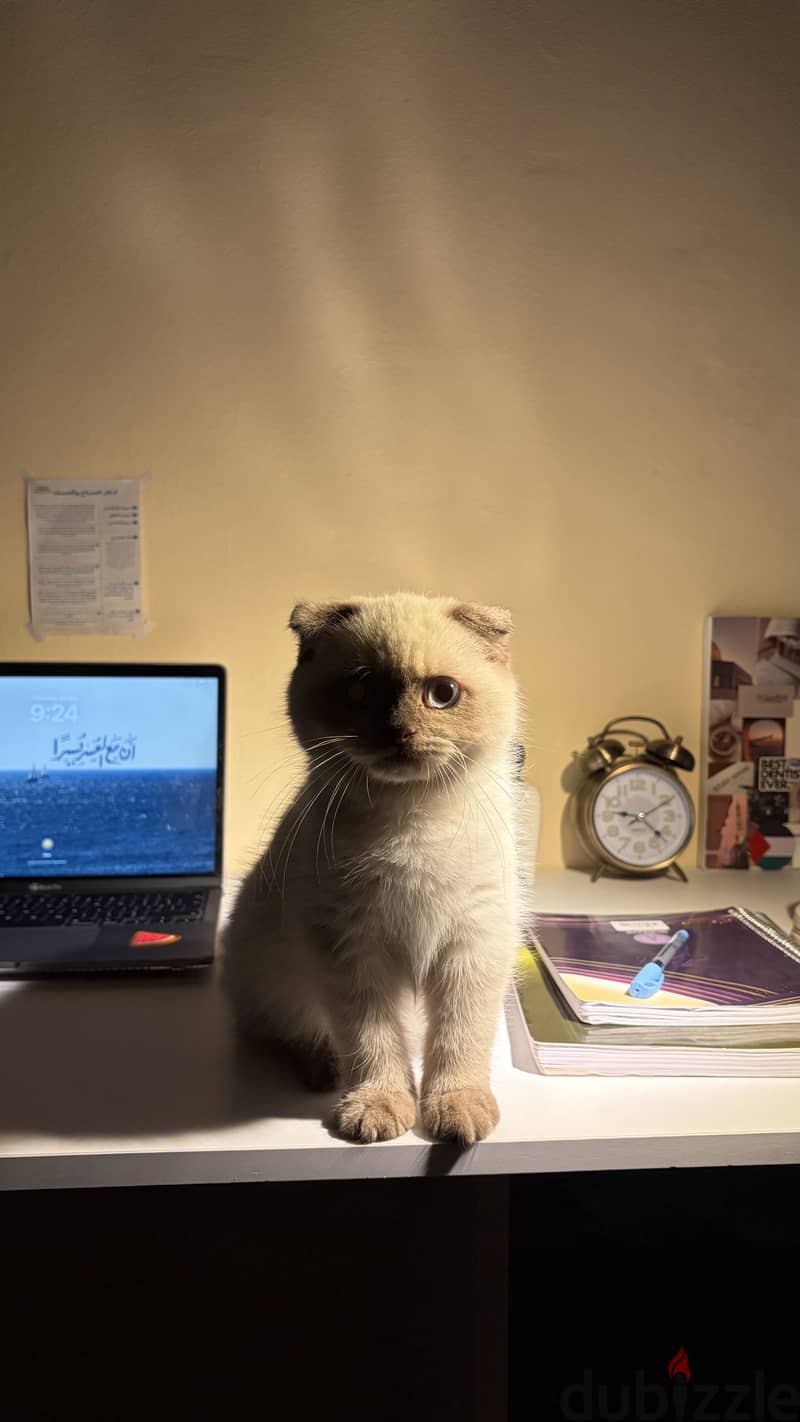 Scottish Fold 2