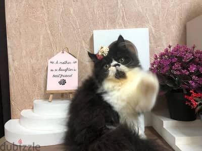 قطة بيرشين لونج هير توب ٤ شهور بلاك وايت