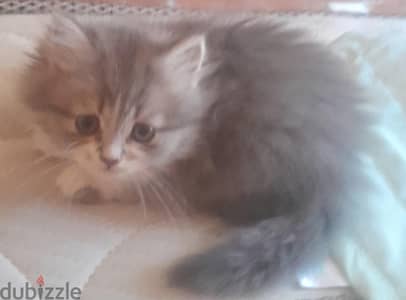 ٤قطط شيرازي بيور بيحبوا اللعب
