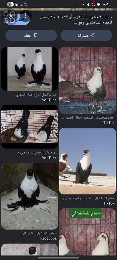 مطلوب قص شخشولي مستوي محترم