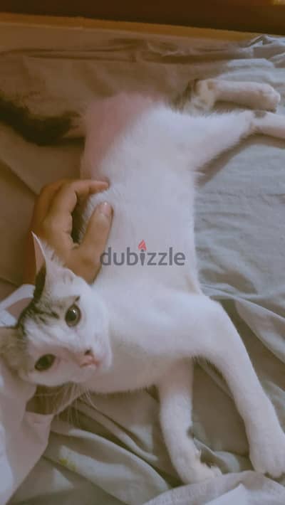 قطاقيط شقيه للتبني