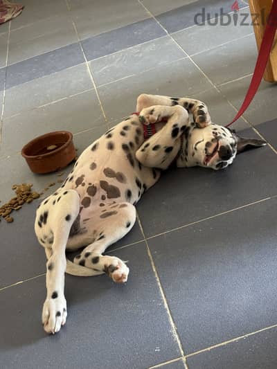 Dalmation دالميشن