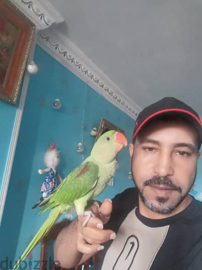 بغبغان دره امريكي عمر عامر وبغبغاء دره امريكي خمس شهور