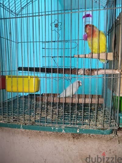 عصافير روز للبيع مع البيض بتاعه