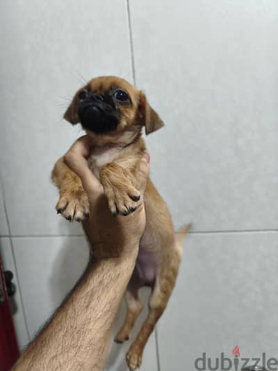 جورية pug 55 يوم
