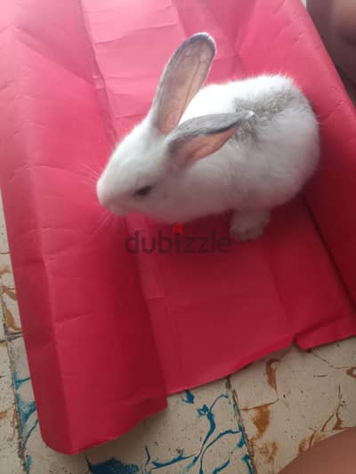 للبيع أرنب أليف مع جميع مشتملاته