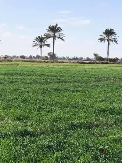 Agricultural land in Eastern Menya of Qalyubia, Bani Quraish village