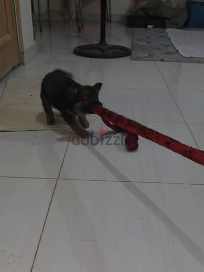 بنوته جيرمن مستوى عالي جدا جدا