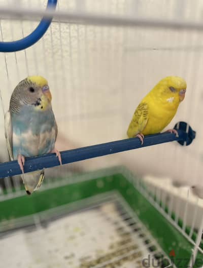 Budgies
