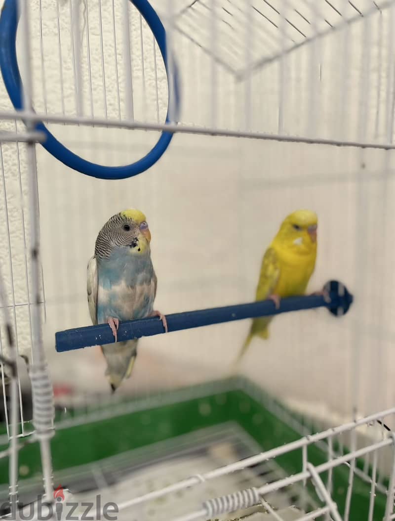Budgies 1
