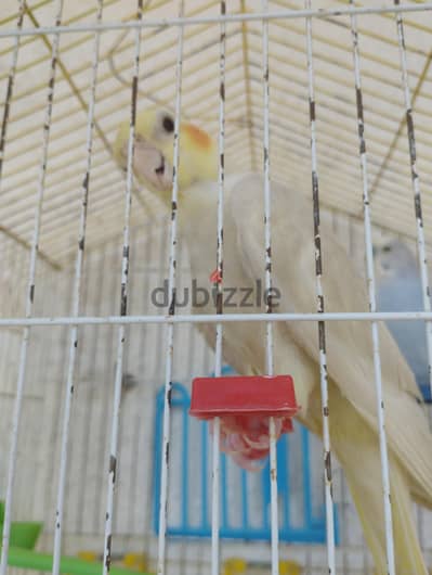 كوكتيل لاتيني عين حمره
