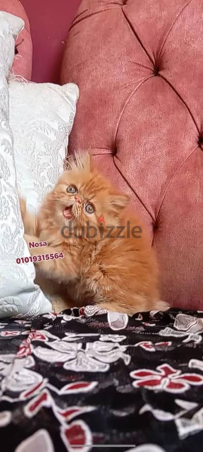 قط ذكر بيرشن زرار توب ريد تابى