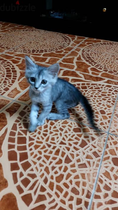 قط شيراز