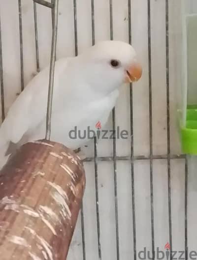 زوج روز البينو وزوج جرين