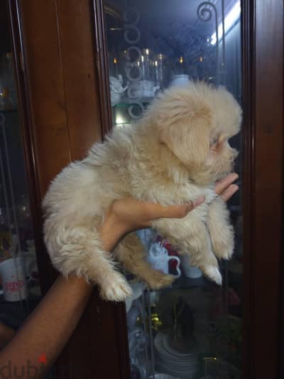 Maltipoo Puppies 