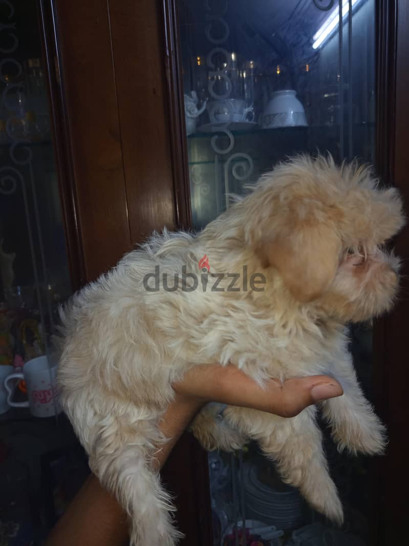 Maltipoo Puppies  1