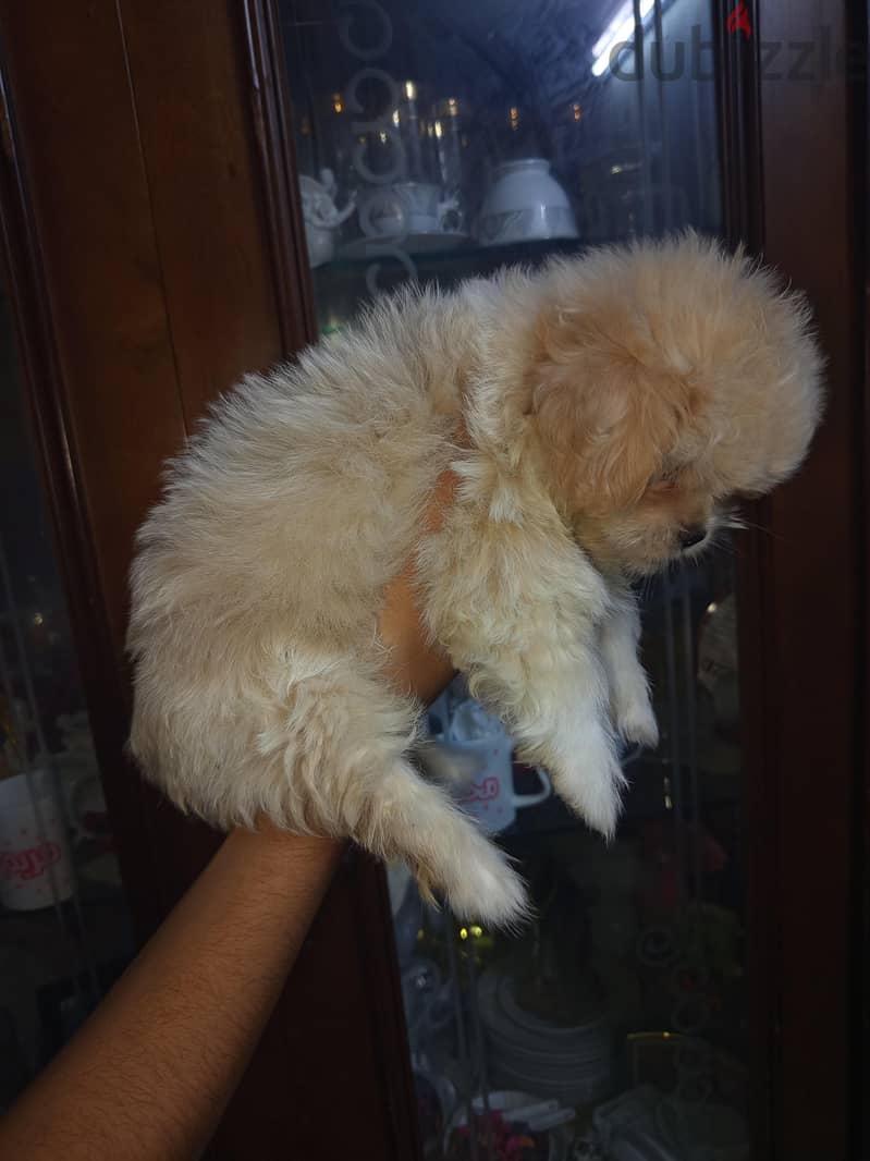Maltipoo Puppies  2