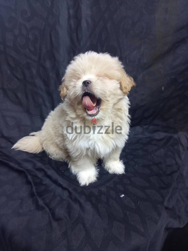 Maltipoo Puppies  3