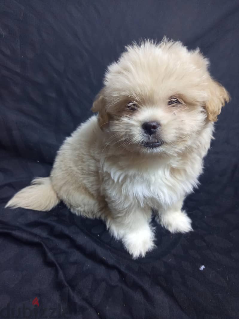 Maltipoo Puppies  4