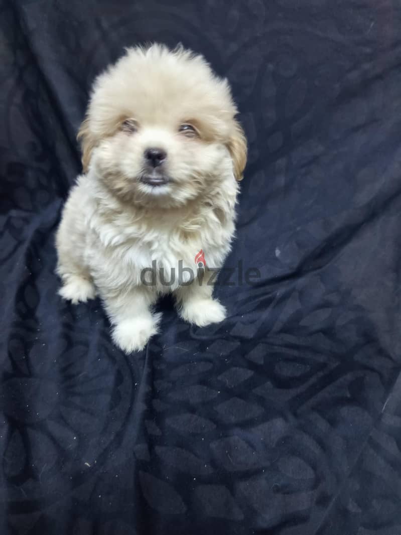 Maltipoo Puppies  5