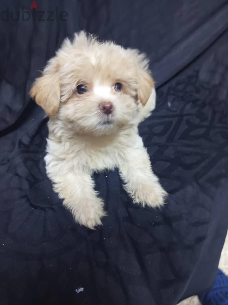Maltipoo Puppies  6