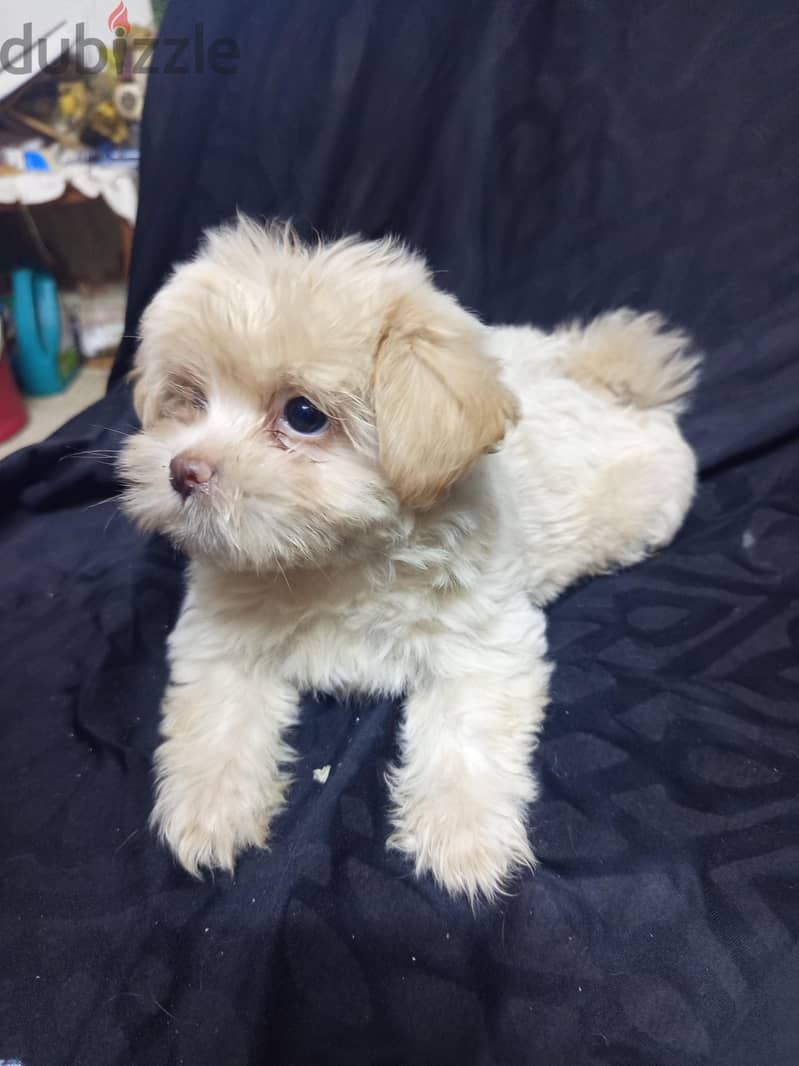 Maltipoo Puppies  7